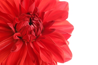 Photo of Beautiful red dahlia flower on white background, closeup