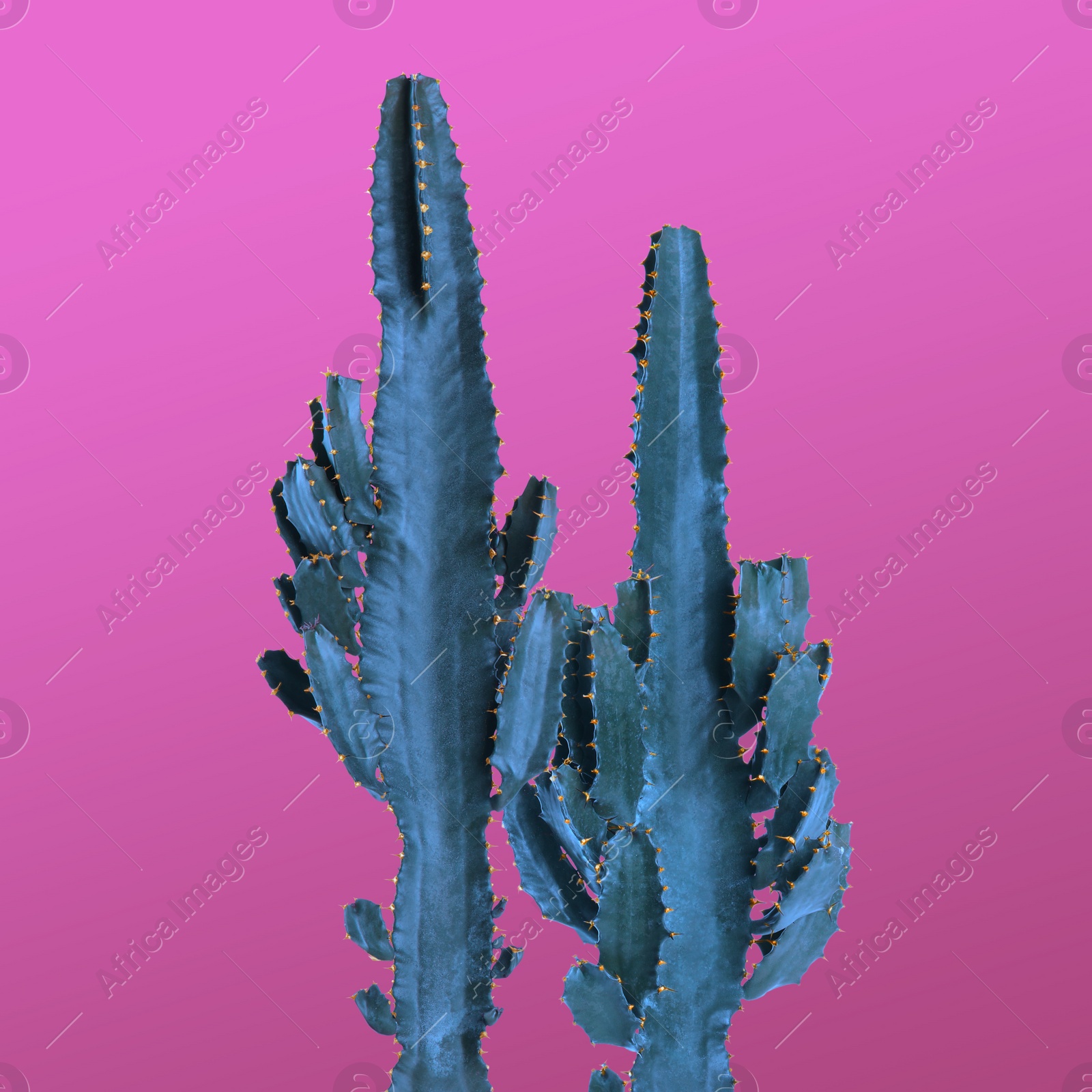 Image of Beautiful cactuses on pink background. Creative design