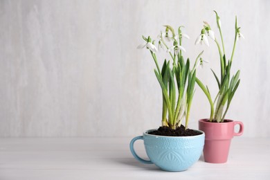 Photo of Beautiful snowdrops planted in cups on white wooden table. Space for text