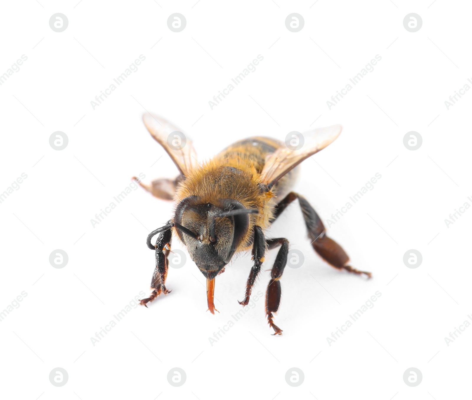 Photo of Beautiful honeybee on white background. Domesticated insect