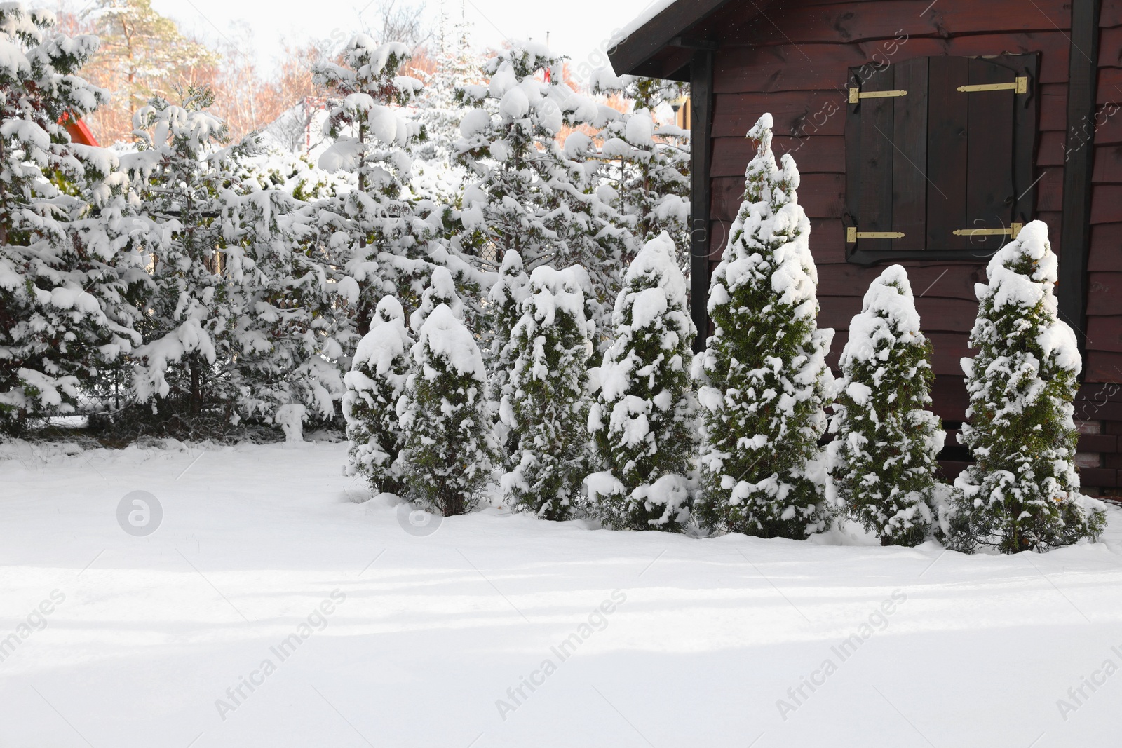 Photo of Winter landscape with wooden house, trees and bushes in morning