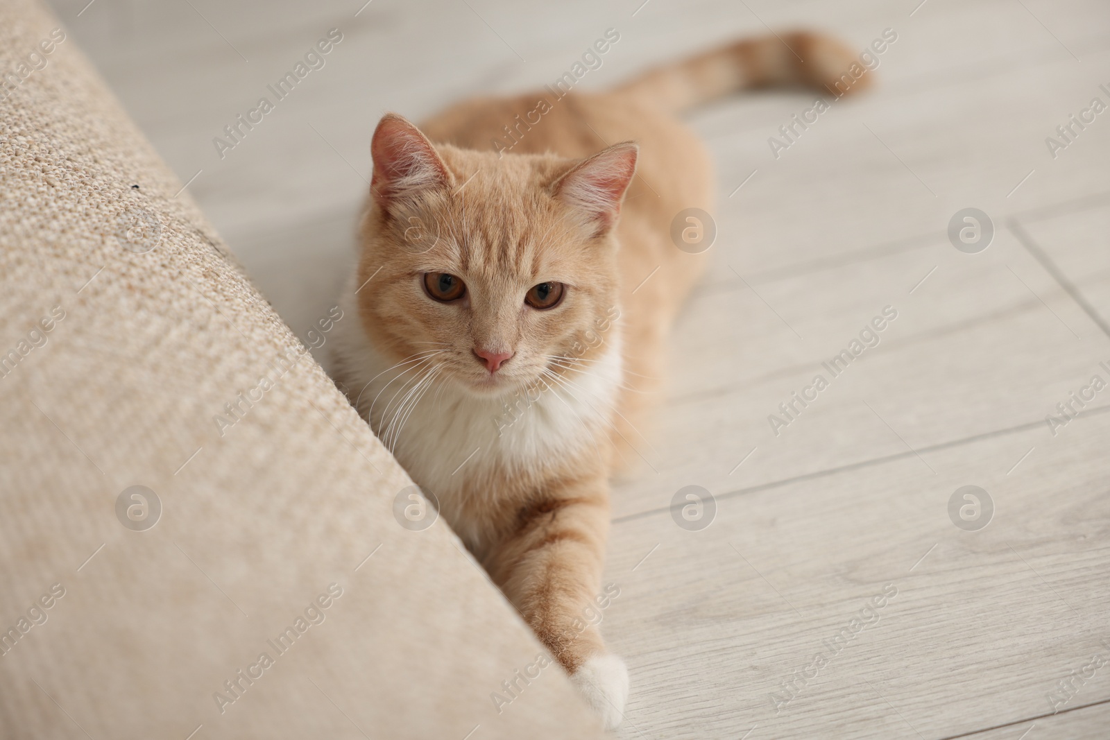 Photo of Cute ginger cat on wooden floor at home