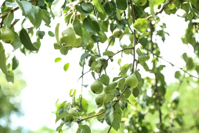 Photo of Pear tree with fruits on sunny day