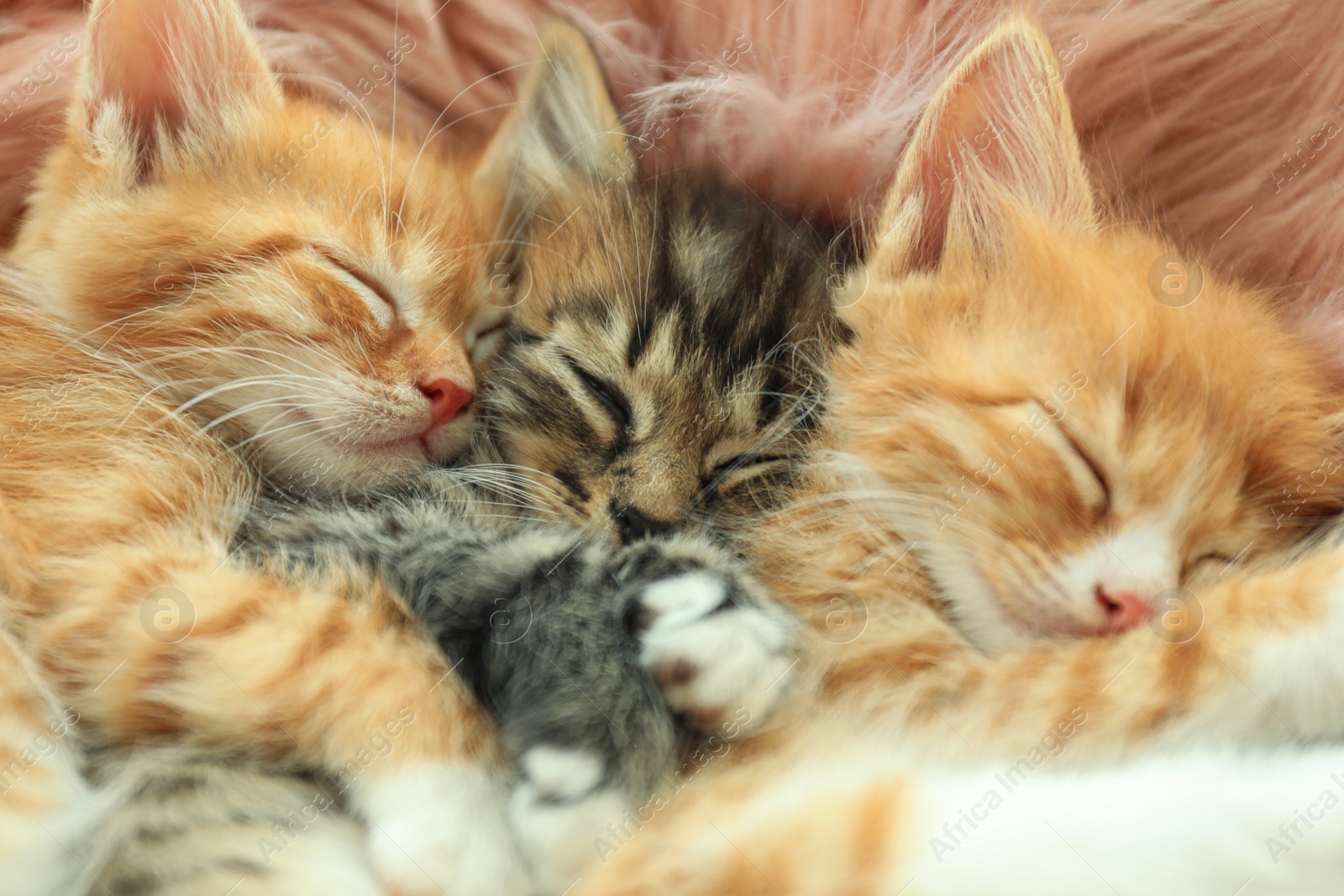 Photo of Cute little kittens sleeping on pink furry blanket, closeup