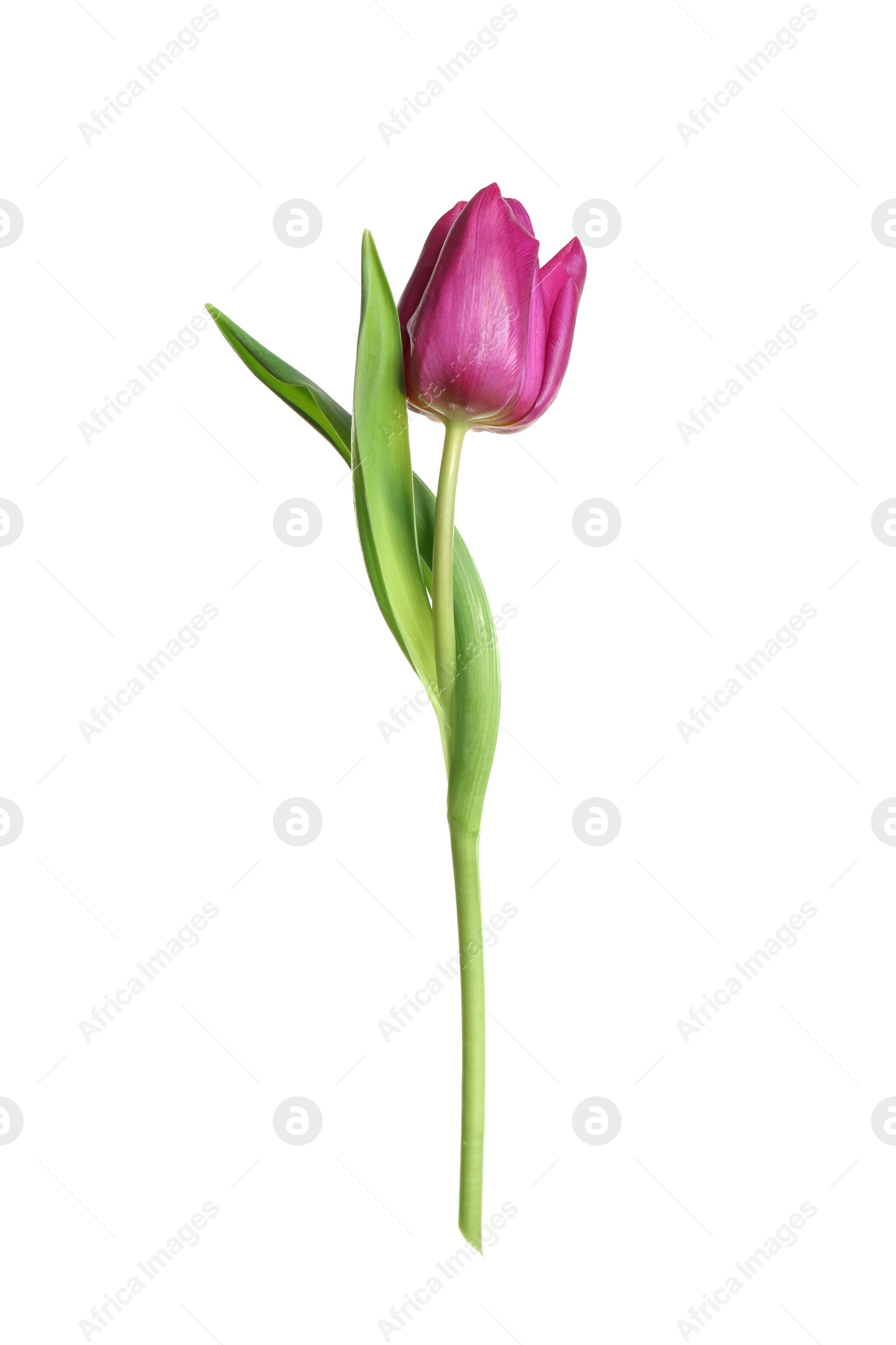 Photo of Beautiful tender spring tulip isolated on white