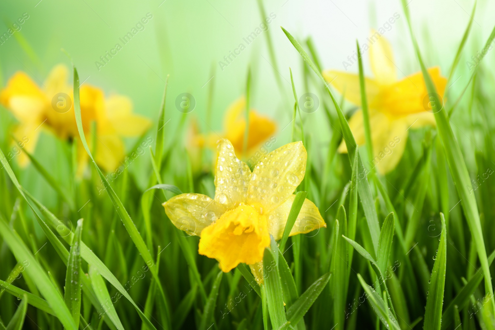 Photo of Spring green grass and bright daffodils with dew, closeup