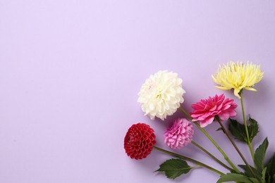 Photo of Beautiful dahlia flowers on violet background, flat lay. Space for text