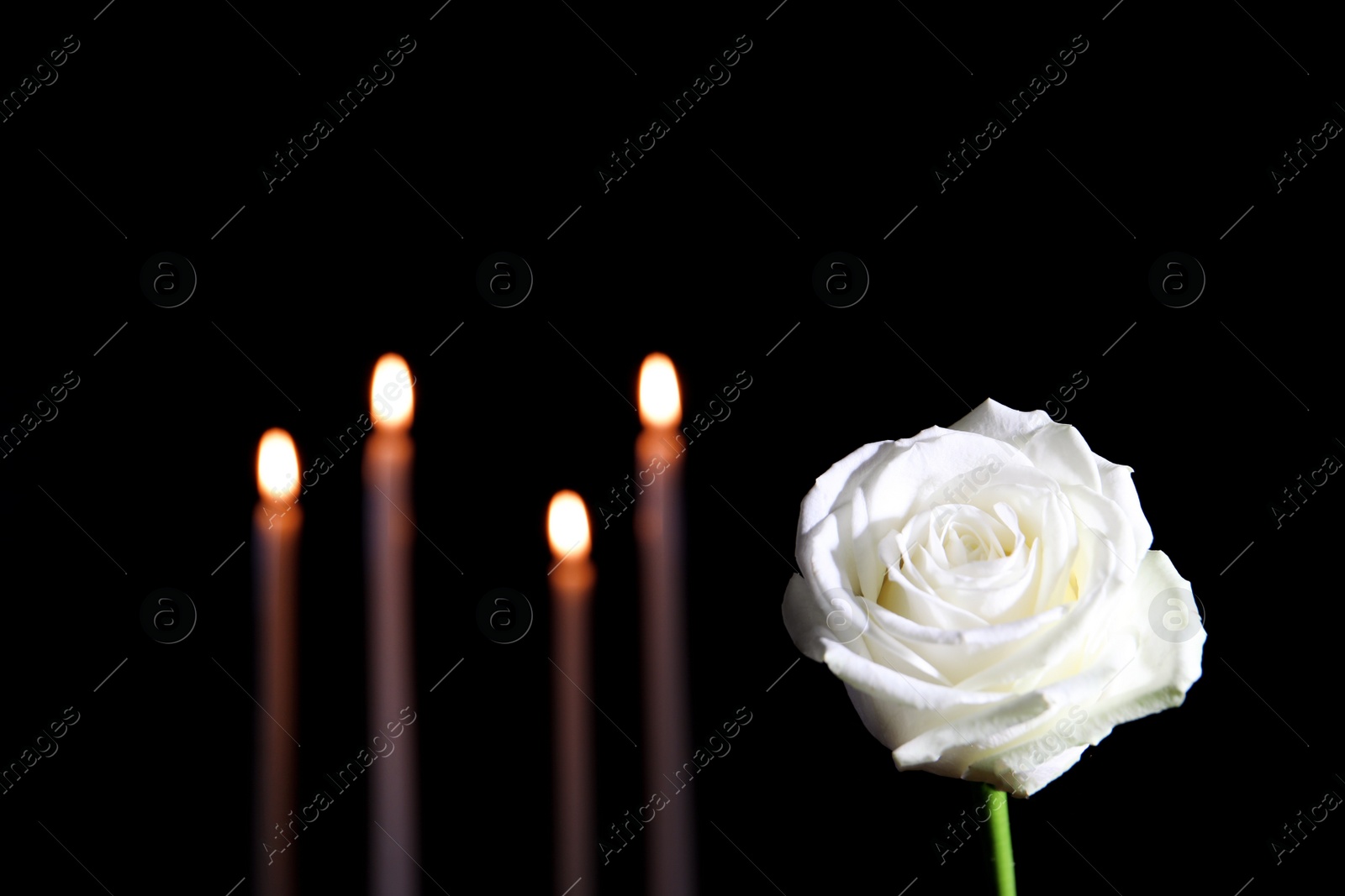 Photo of White rose and blurred burning candles in darkness, space for text. Funeral symbol