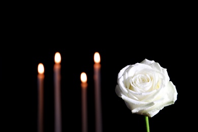 White rose and blurred burning candles in darkness, space for text. Funeral symbol