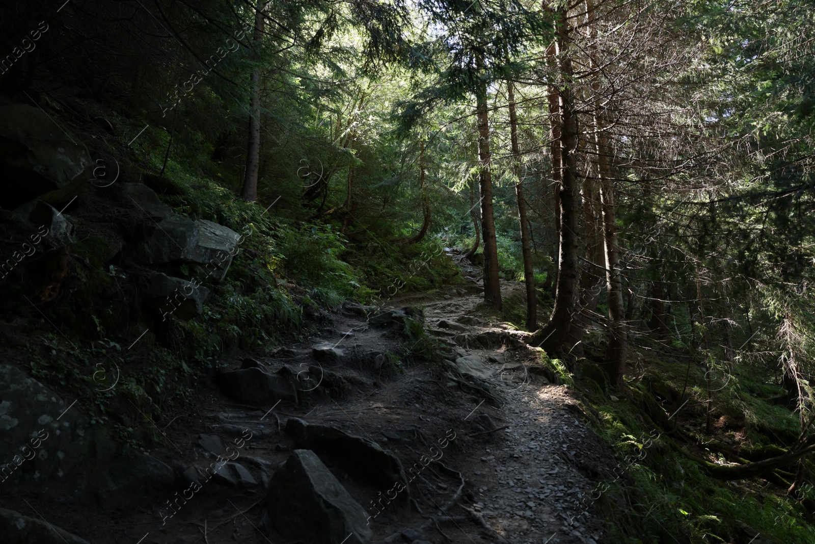 Photo of Picturesque view of pathway in beautiful coniferous forest