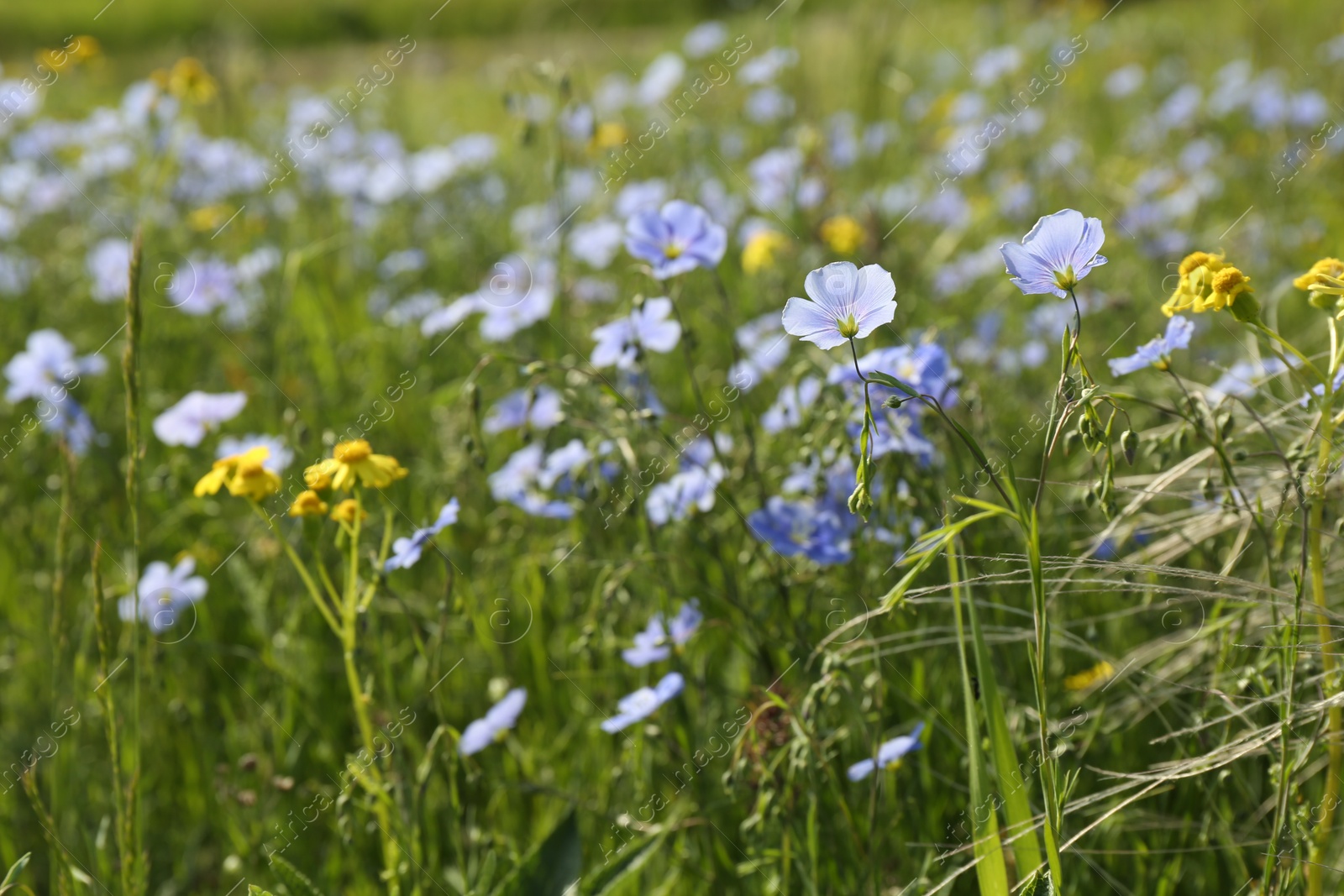 Photo of Beautiful flowers growing in meadow on sunny day