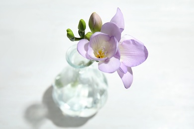 Photo of Beautiful fresh freesia with fragrant flowers in vase on white background