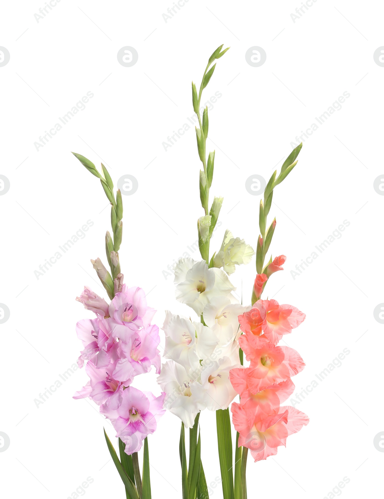 Photo of Beautiful color gladiolus flowers on white background