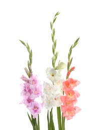 Photo of Beautiful color gladiolus flowers on white background