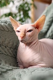 Cute Sphynx cat on sofa at home. Lovely pet