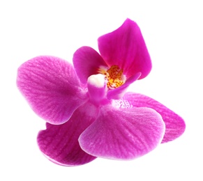 Photo of Beautiful pink orchid flower on white background