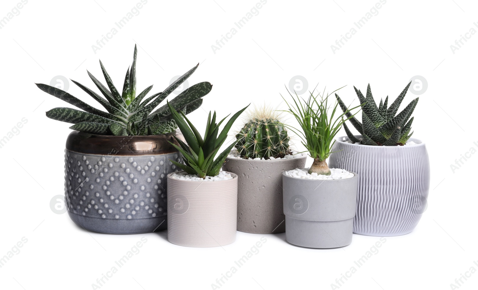 Photo of Different house plants in pots isolated on white