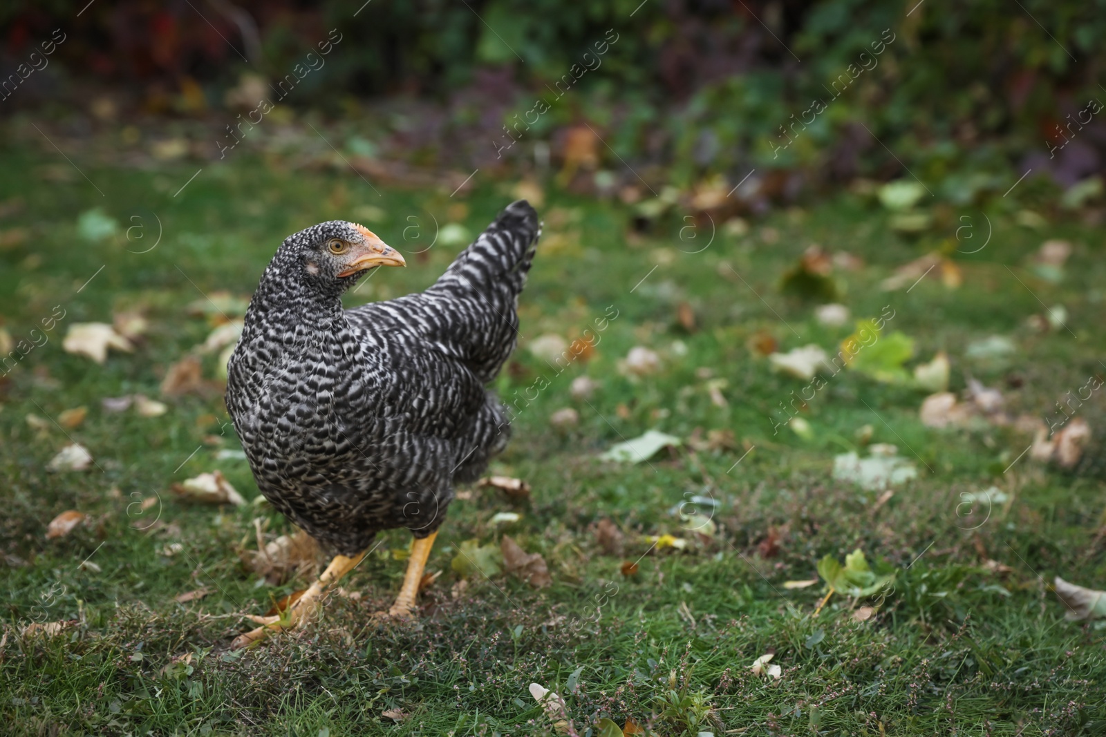 Photo of Beautiful chicken in yard on farm. Domestic animal