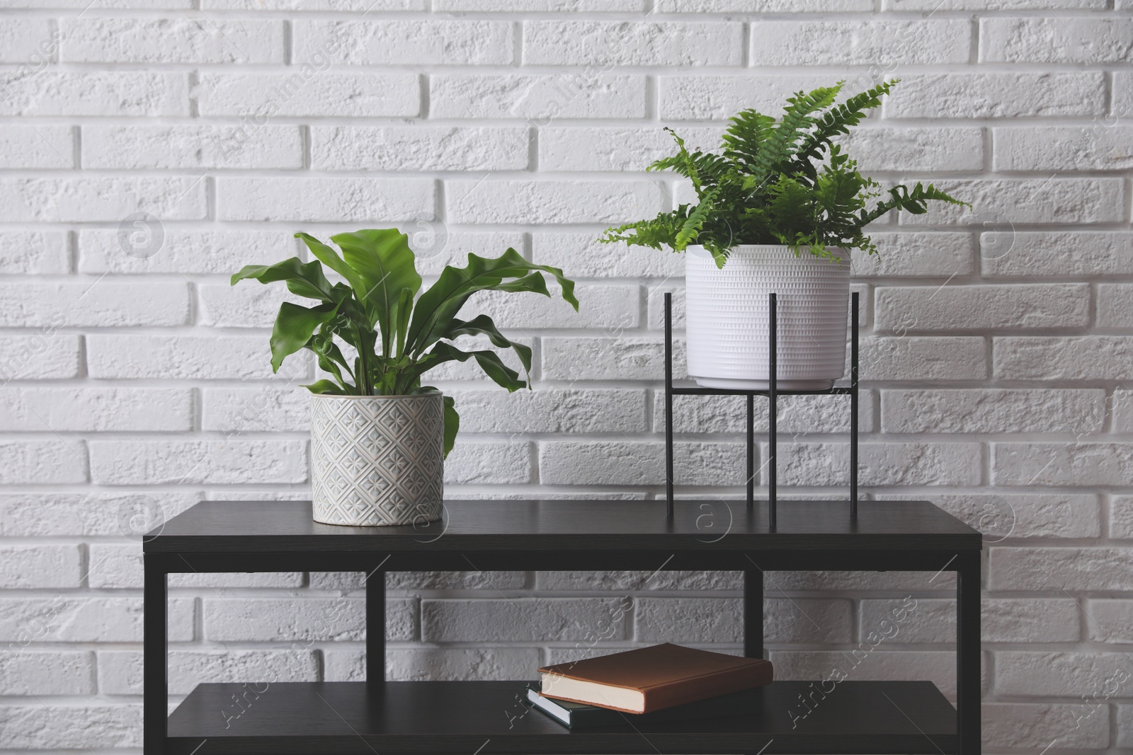 Photo of Beautiful fresh potted ferns on black table near white brick wall