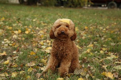 Photo of Cute fluffy dog with yellow leaf on green grass outdoors. Adorable pet