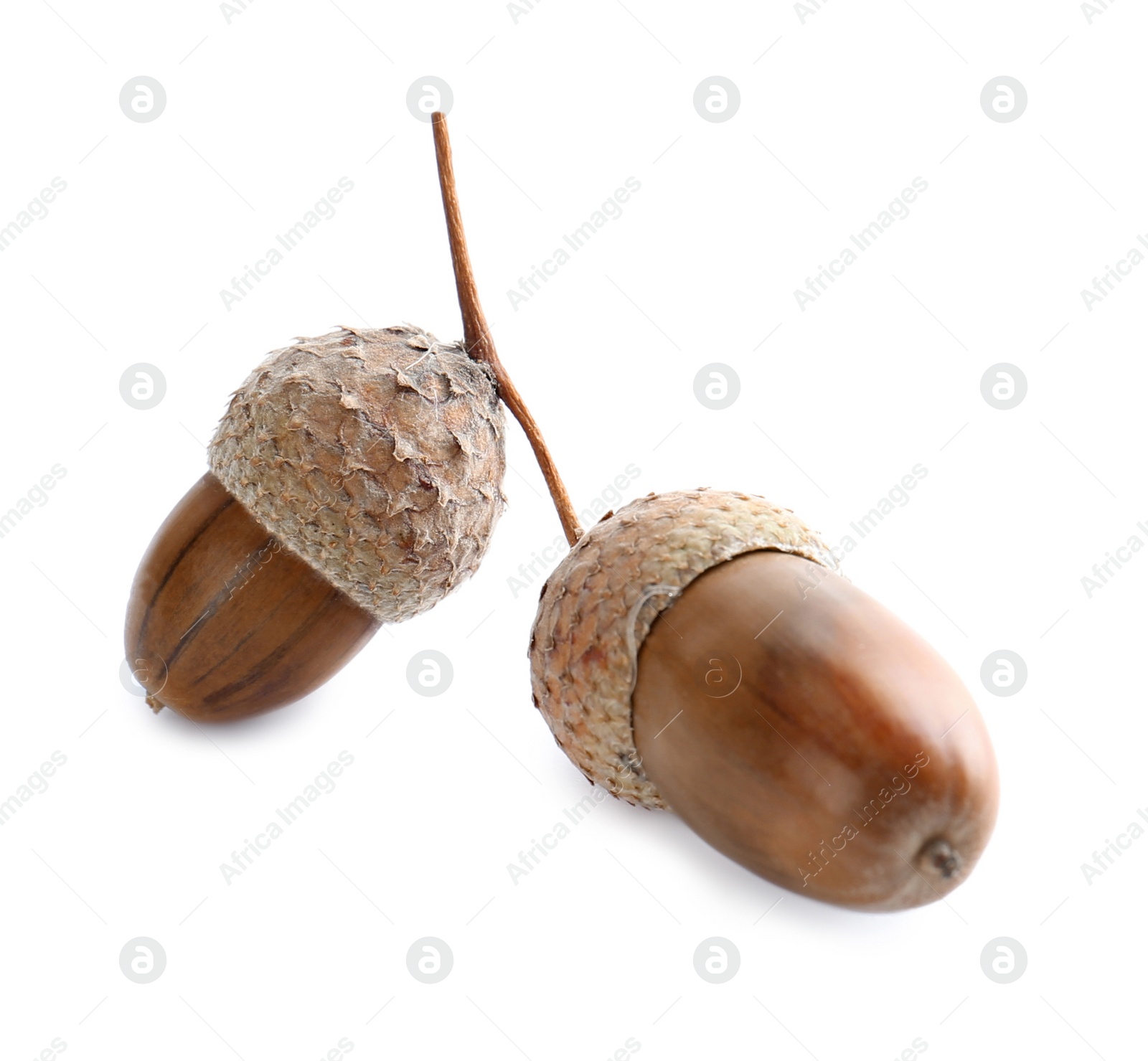 Photo of Oak twig with acorns on white background