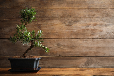 Photo of Japanese bonsai plant on wooden table, space for text. Creating zen atmosphere at home