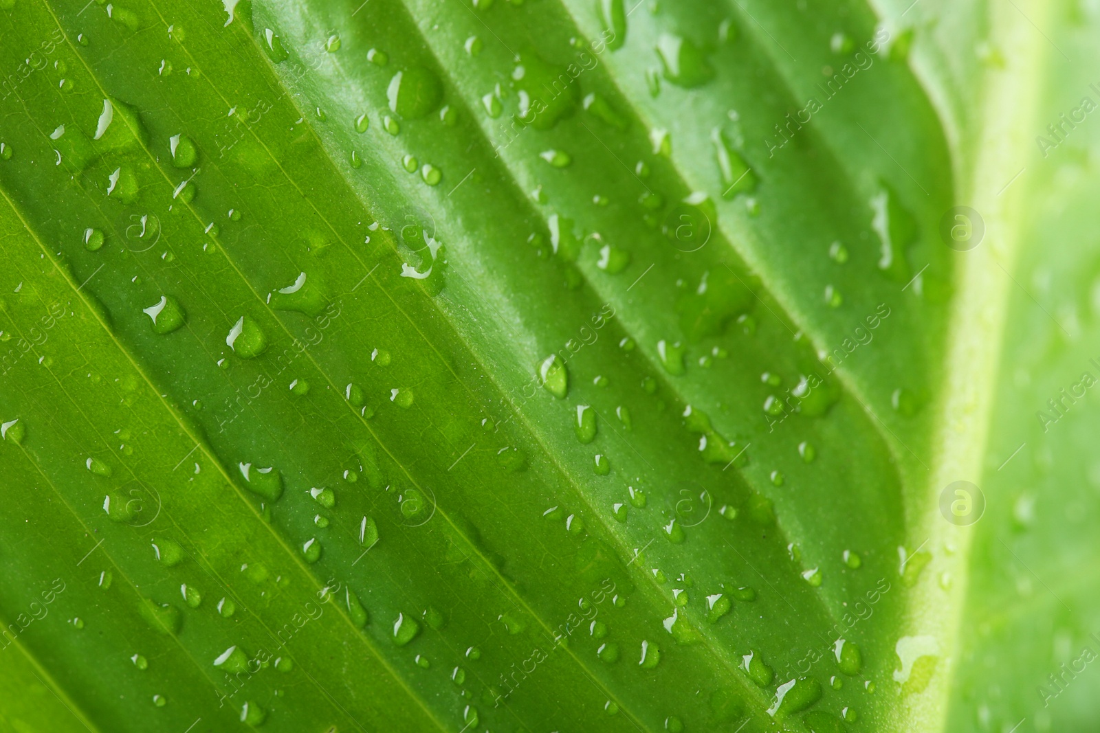 Photo of Macro view of water drops on green leaf