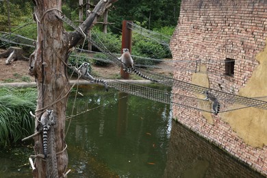 Amersfoort, the Netherlands - August 20, 2022: Adorable lemurs in DierenPark