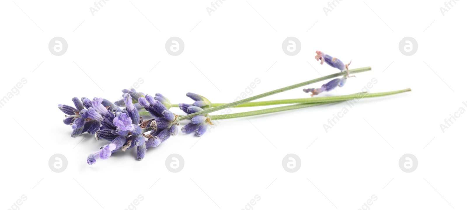 Photo of Beautiful blooming lavender flowers on white background