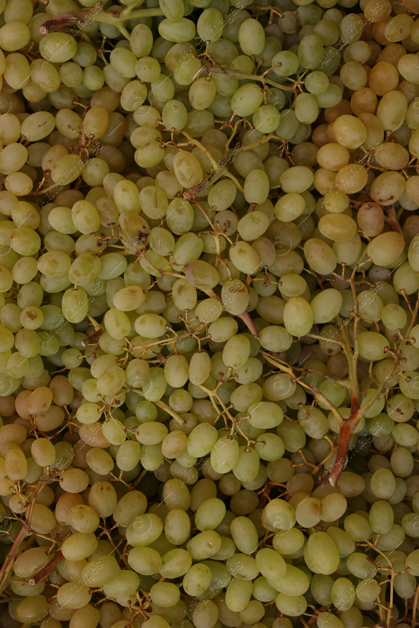 Photo of Fresh green grapes as background, top view