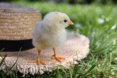Photo of Cute chick and straw hat on green grass outdoors, closeup. Baby animal