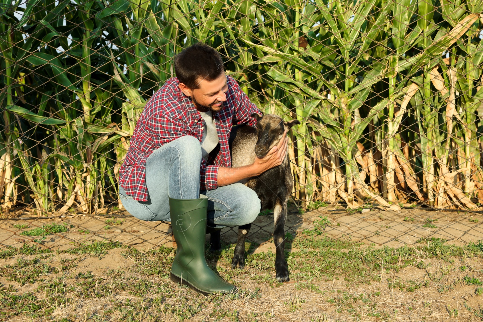 Photo of Man with goat at farm. Animal husbandry