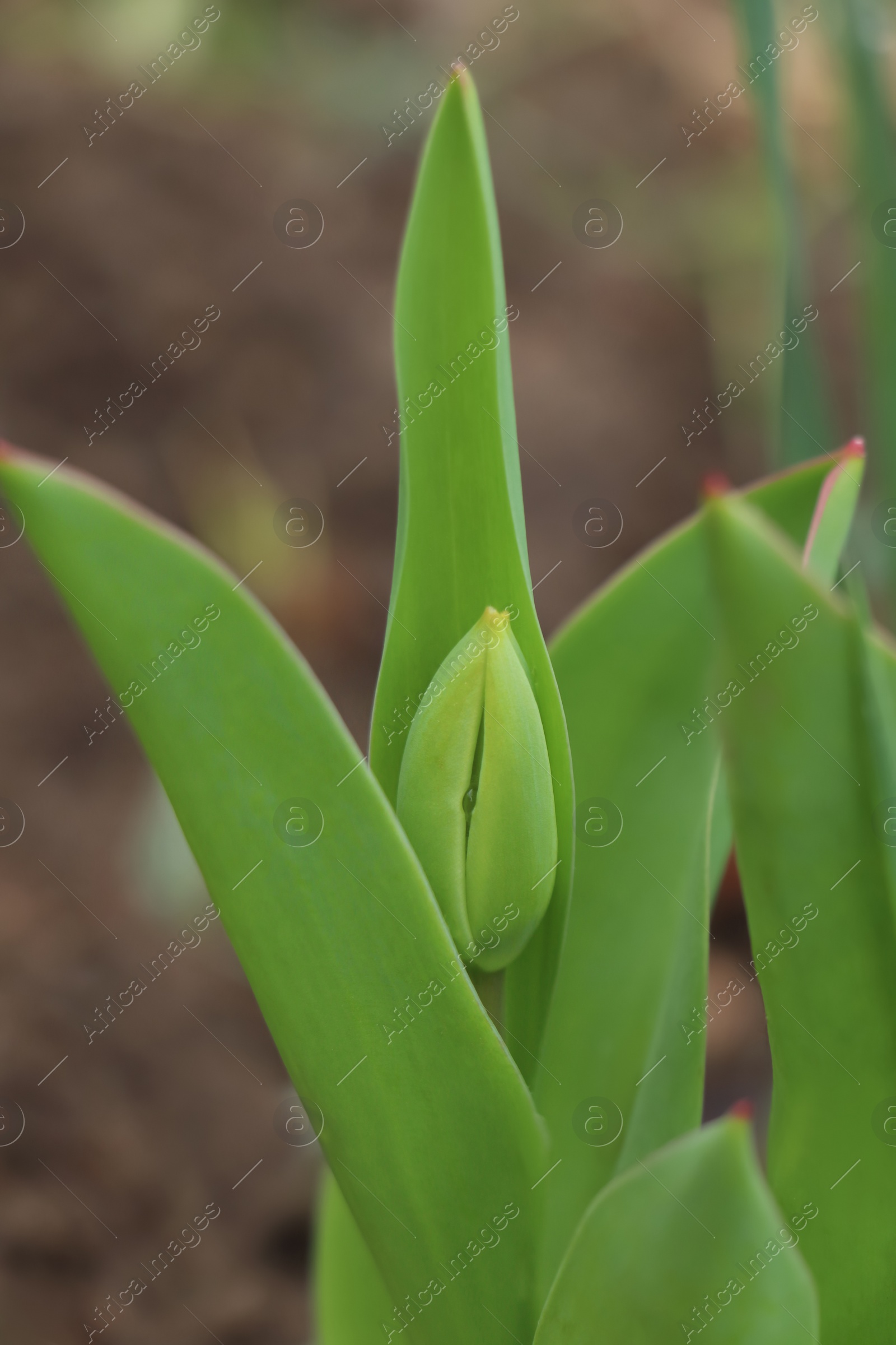Photo of Beautiful unopened tulip buds outdoors on spring day, closeup
