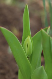 Beautiful unopened tulip buds outdoors on spring day, closeup