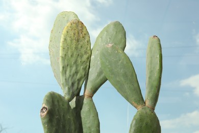 Photo of Beautiful exotic cactus outdoors against blue sky