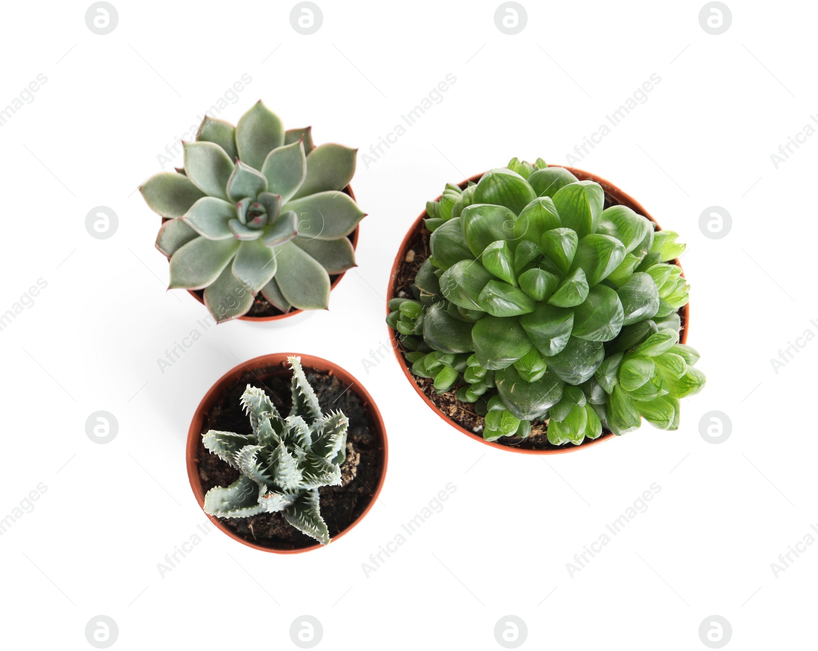 Photo of Different succulent plants in pots isolated on white, top view. Home decor