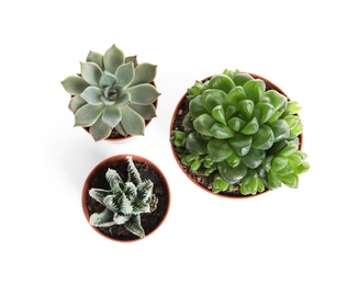 Photo of Different succulent plants in pots isolated on white, top view. Home decor