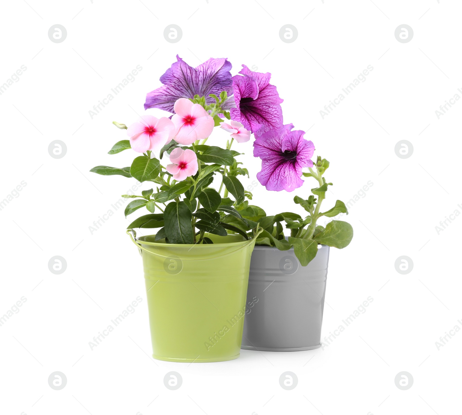 Photo of Beautiful flowers in different pots isolated on white