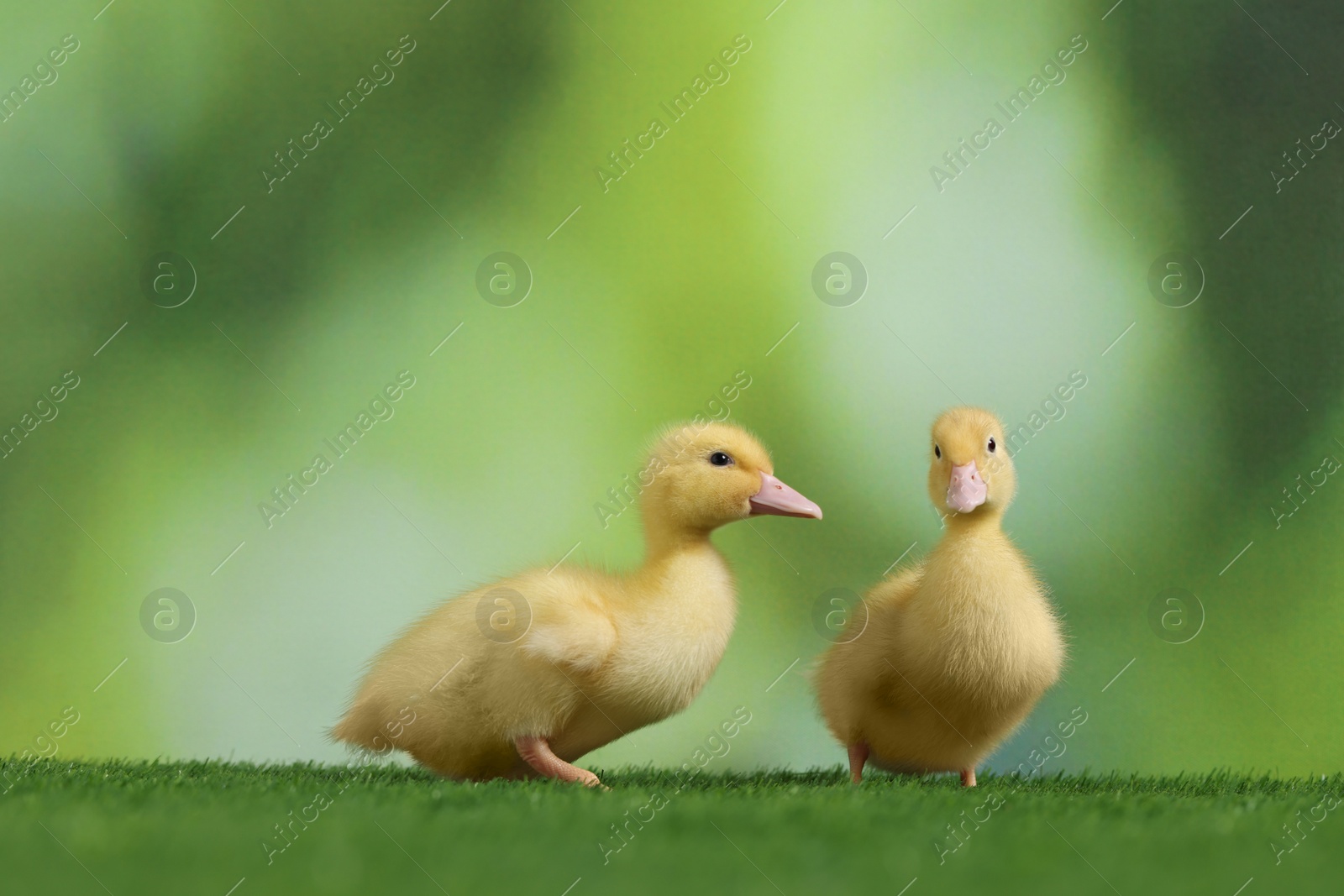 Photo of Cute fluffy ducklings on artificial grass against blurred background, closeup. Baby animals