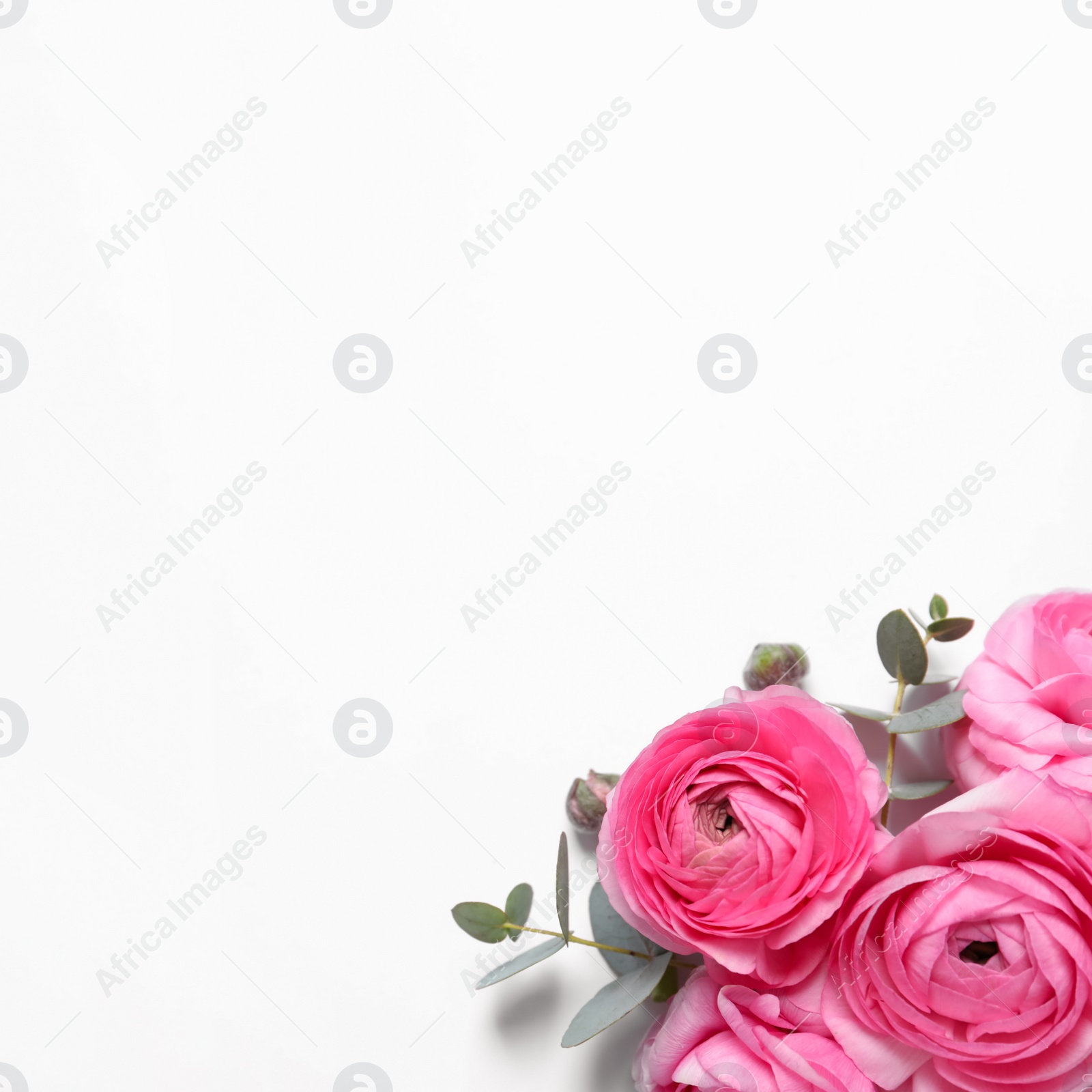 Photo of Beautiful ranunculus flowers on white background, top view