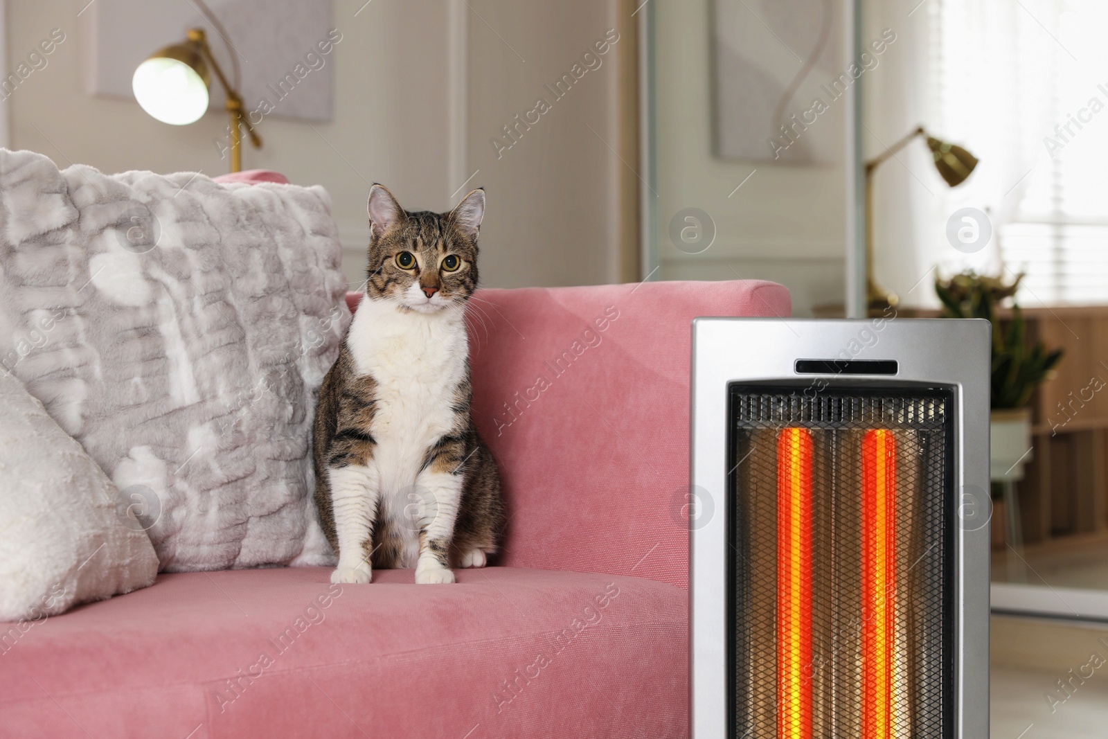 Photo of Cute cat on sofa near modern electric ultrared heater indoors