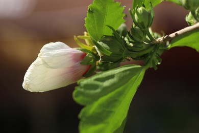 Beautiful hibiscus flower growing outdoors, closeup view