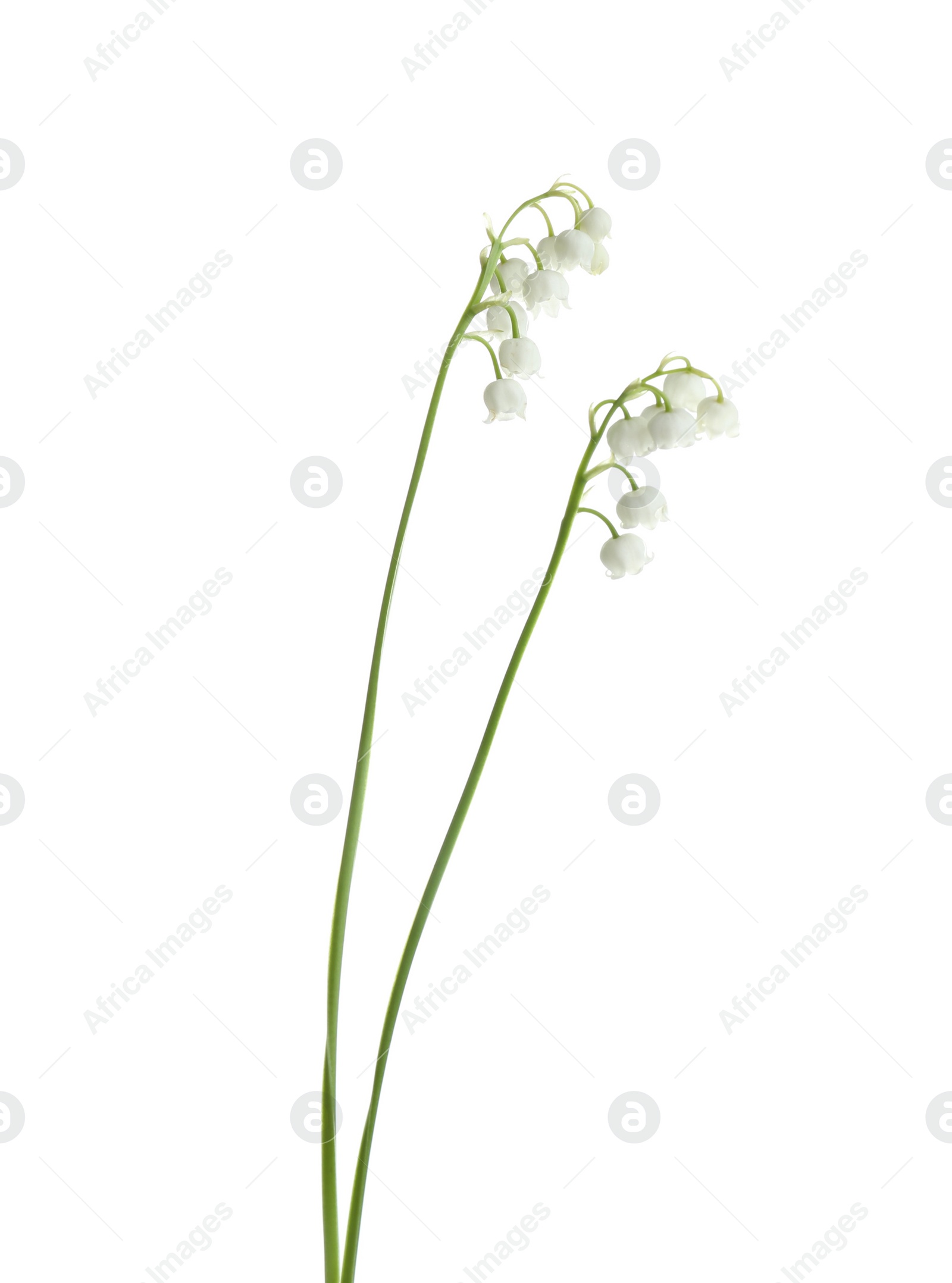 Photo of Beautiful fragrant lily of the valley flowers on white background