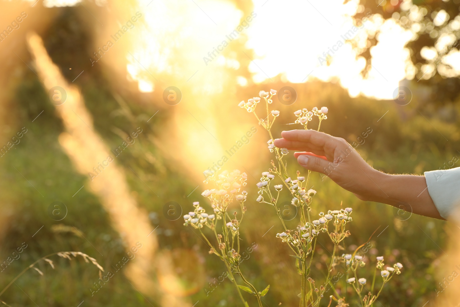 Photo of Woman walking through meadow and touching beautiful white flowers at sunset, closeup