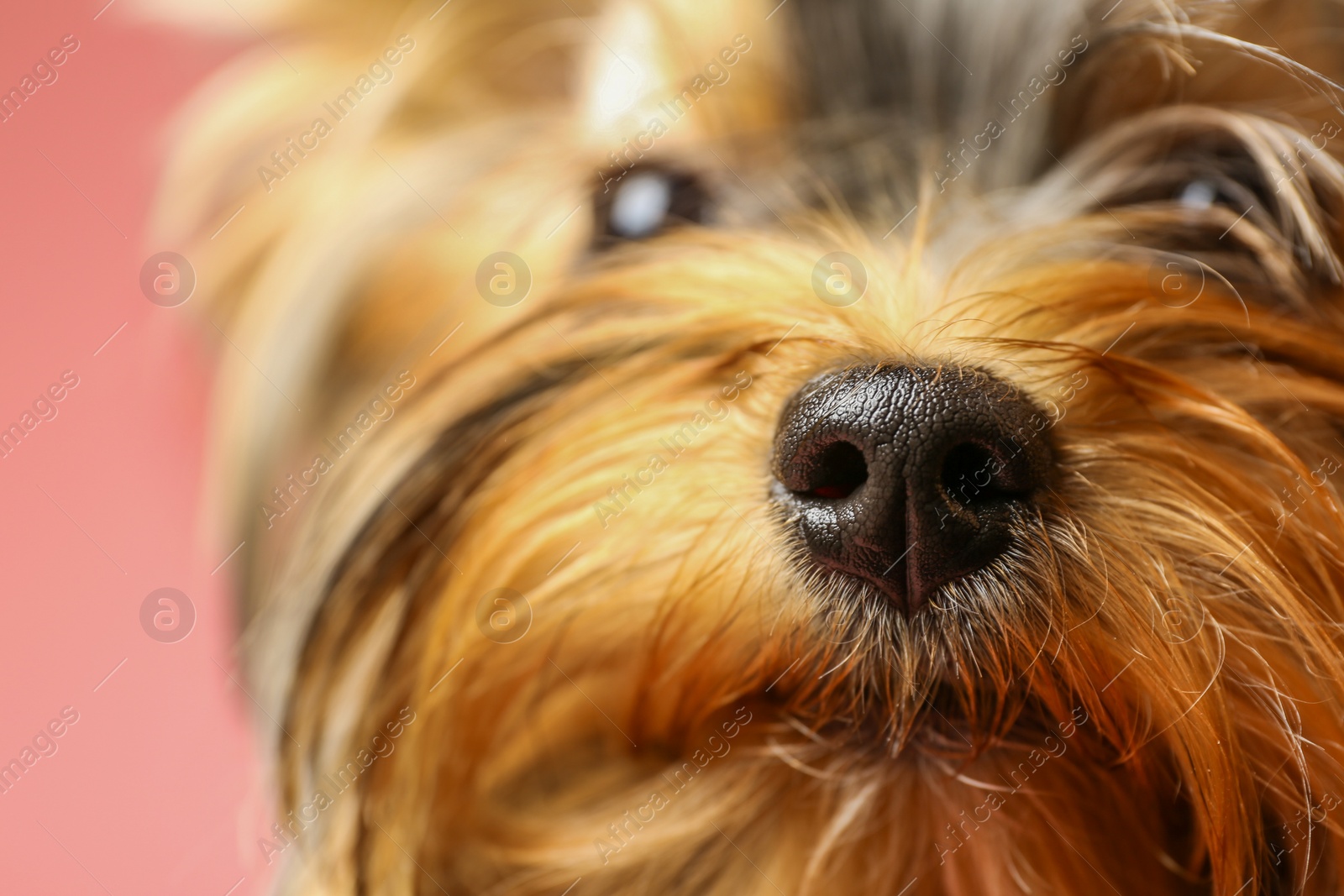 Photo of Adorable Yorkshire terrier on pink background, focus on nose. Cute dog