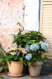 Photo of Beautiful blooming hortensia plants in pots outdoors. Space for text