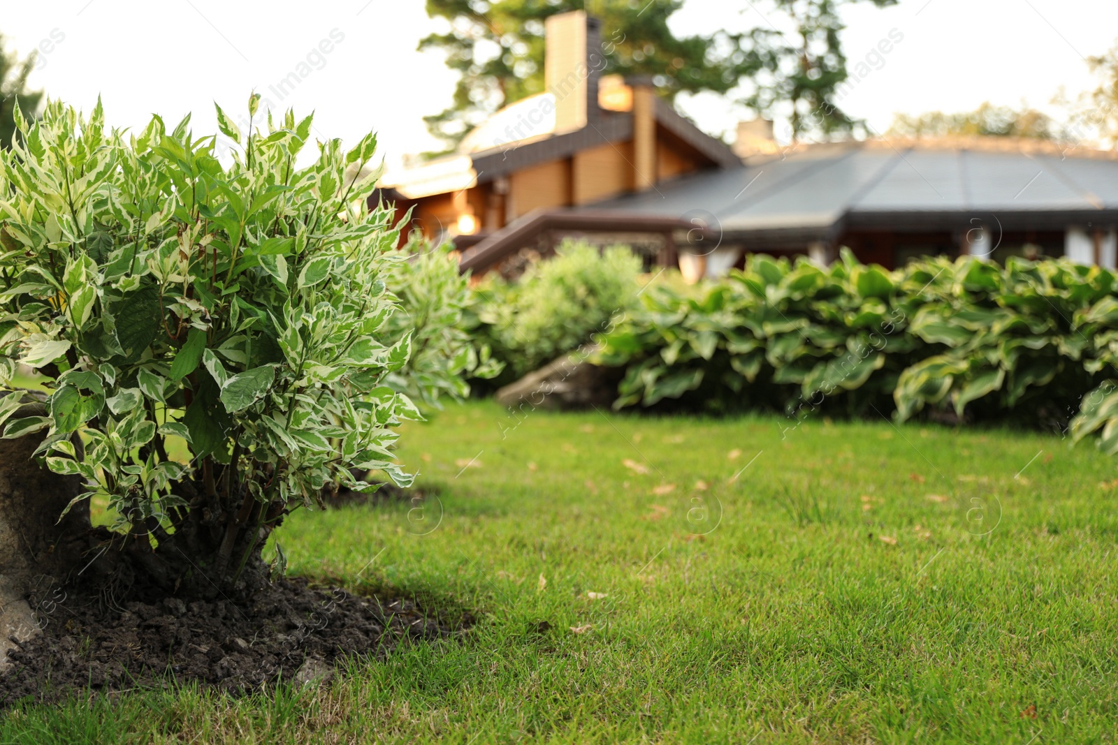 Photo of Picturesque landscape with beautiful green lawn on sunny day. Gardening idea