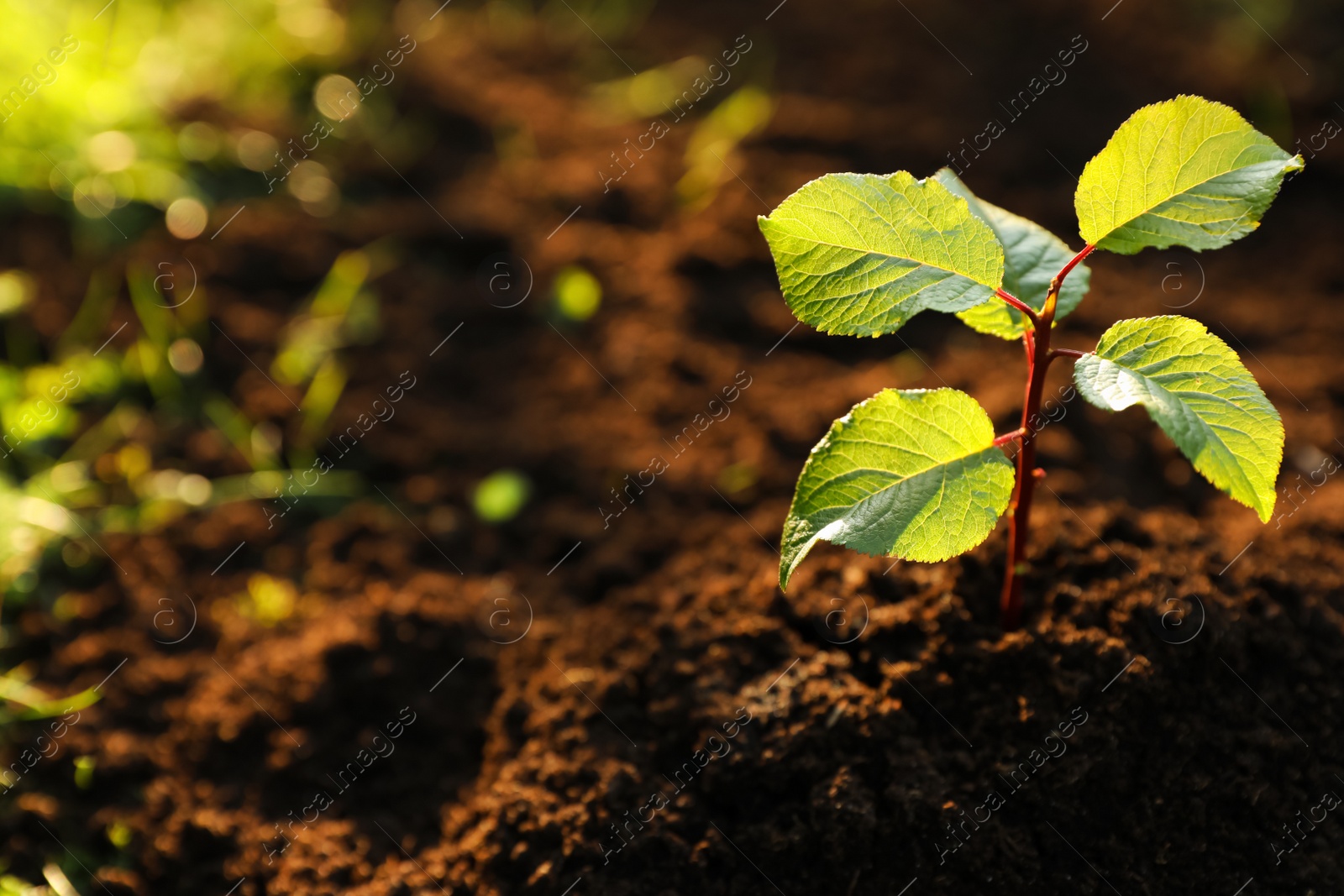 Photo of Seedling growing in fresh soil outdoors, closeup. Planting tree. Space for text