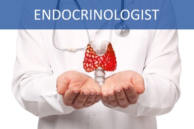 Endocrinologist holding thyroid illustration on white background, closeup
