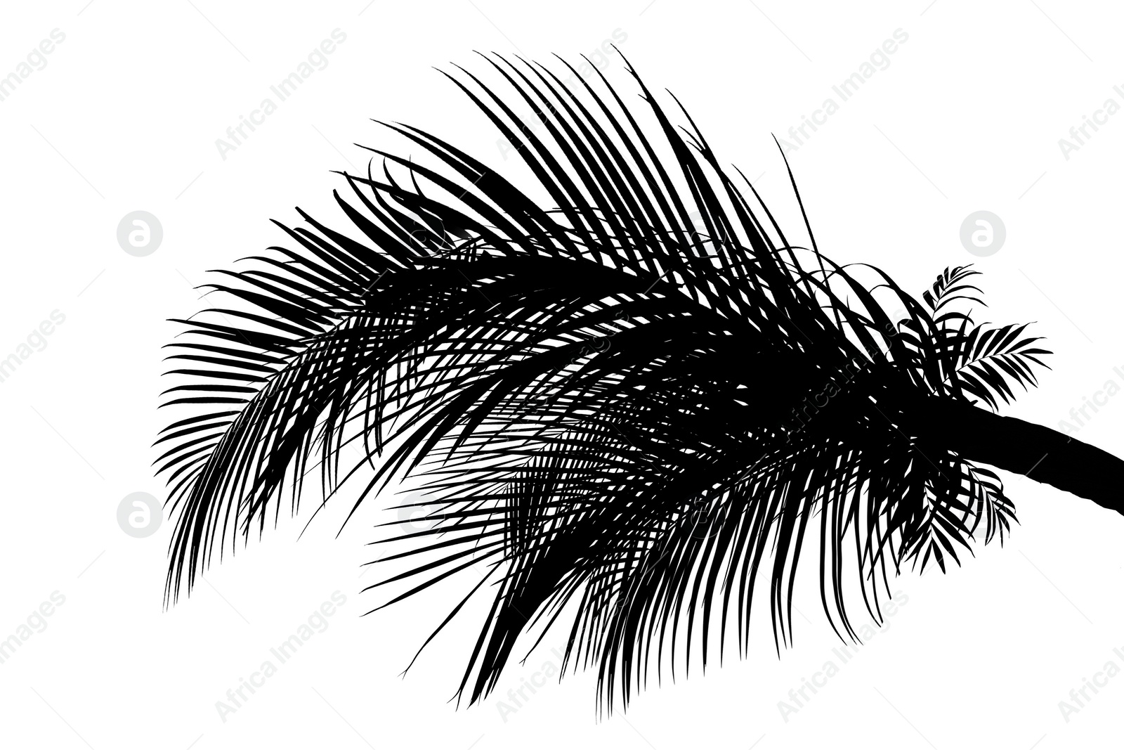 Image of Silhouette of beautiful palm leaves on white background